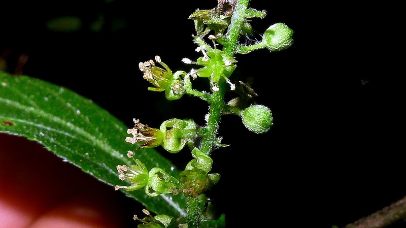 Bia alienata
