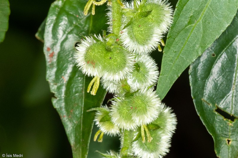 Bia alienata photo 3