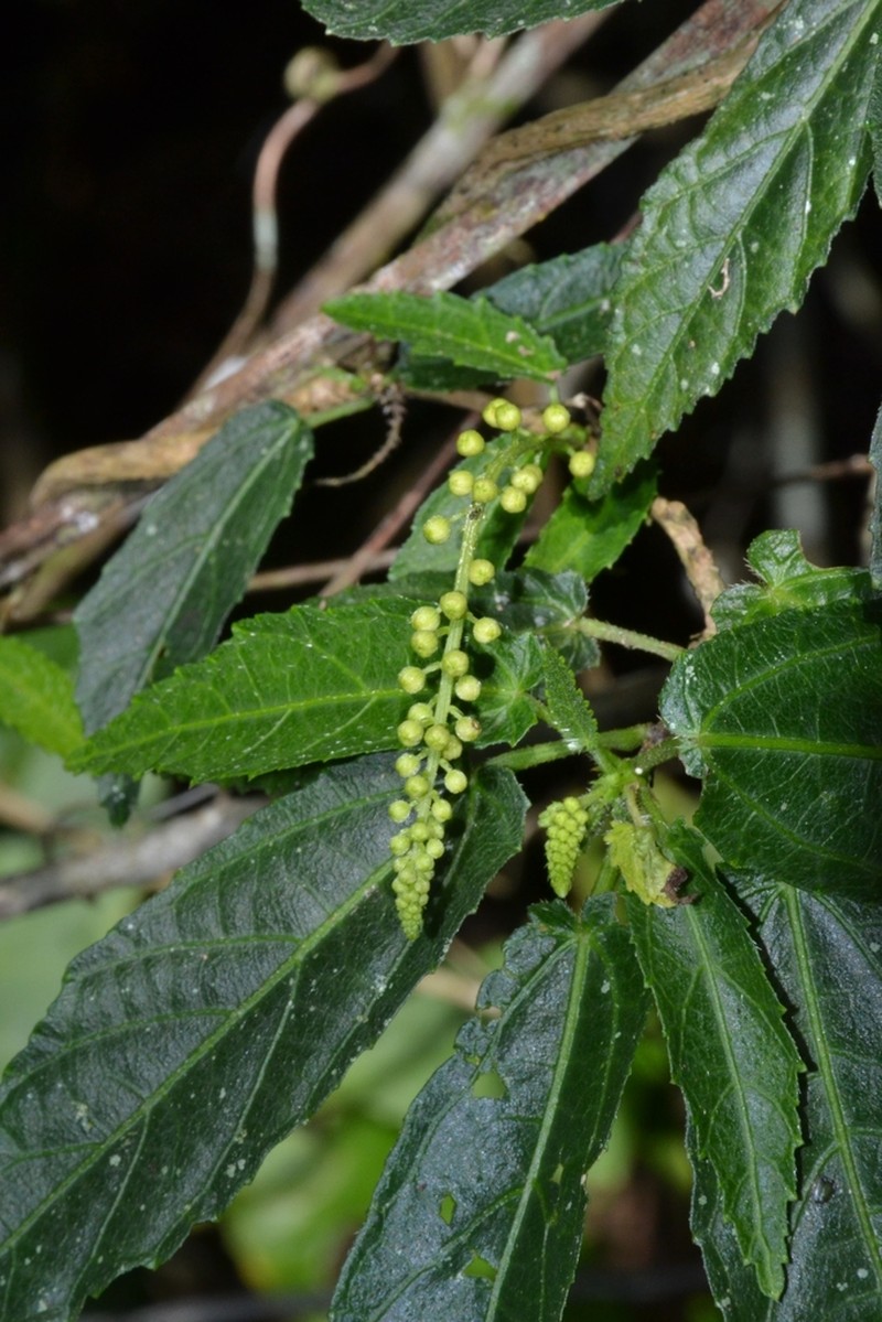 Bia alienata photo 4