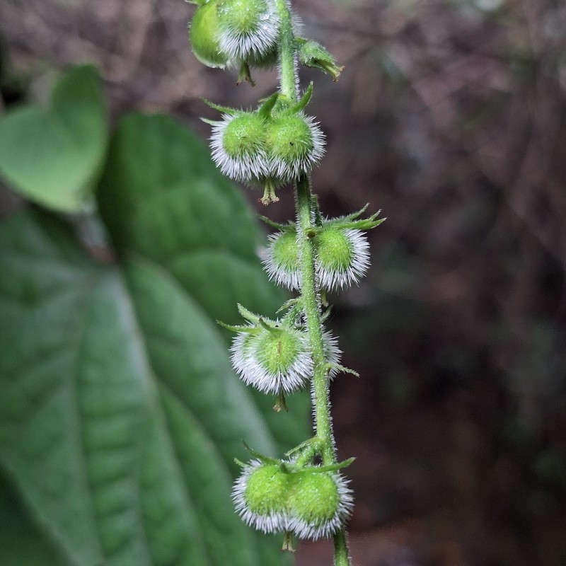 Bia alienata photo 7