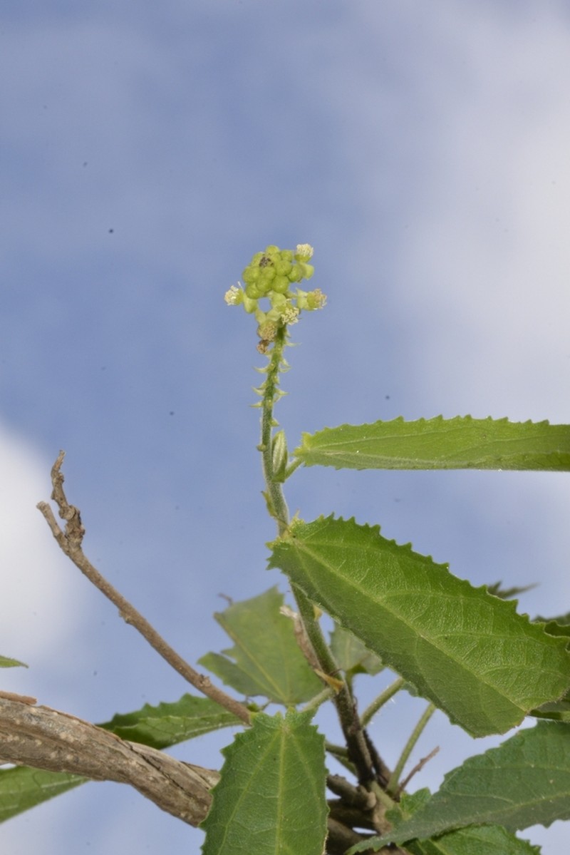Bia lessertiana