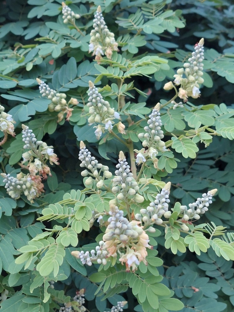 Biancaea godefroyana