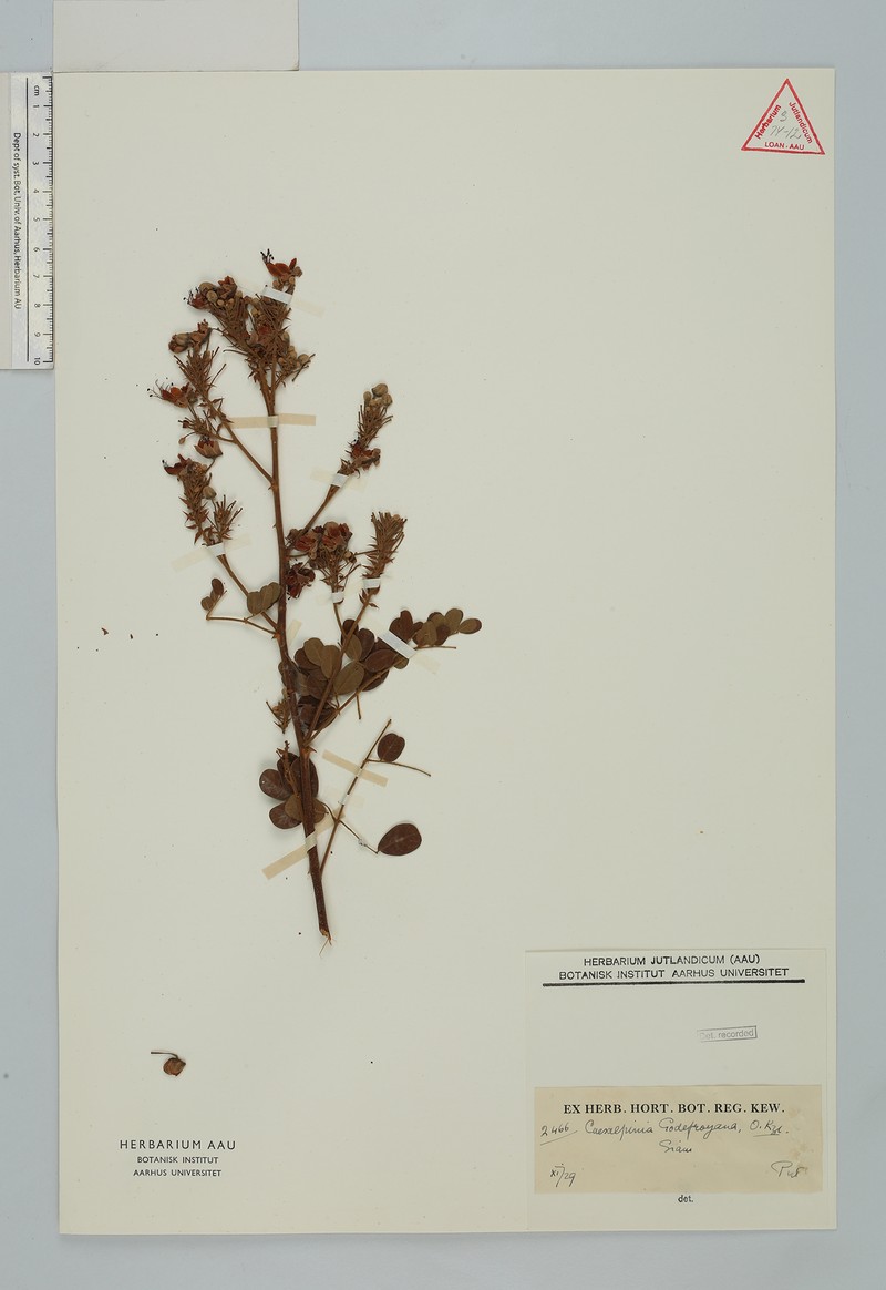 Biancaea godefroyana photo 7
