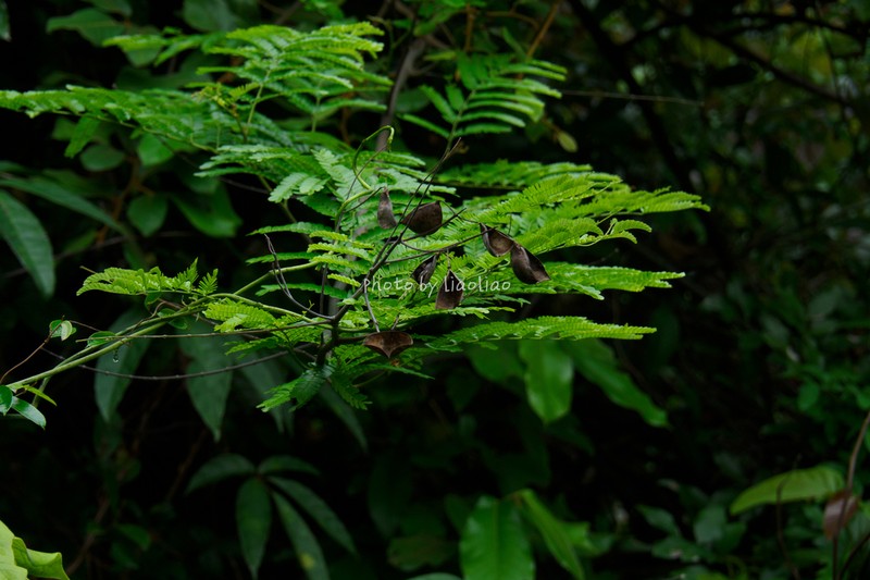 Biancaea millettii