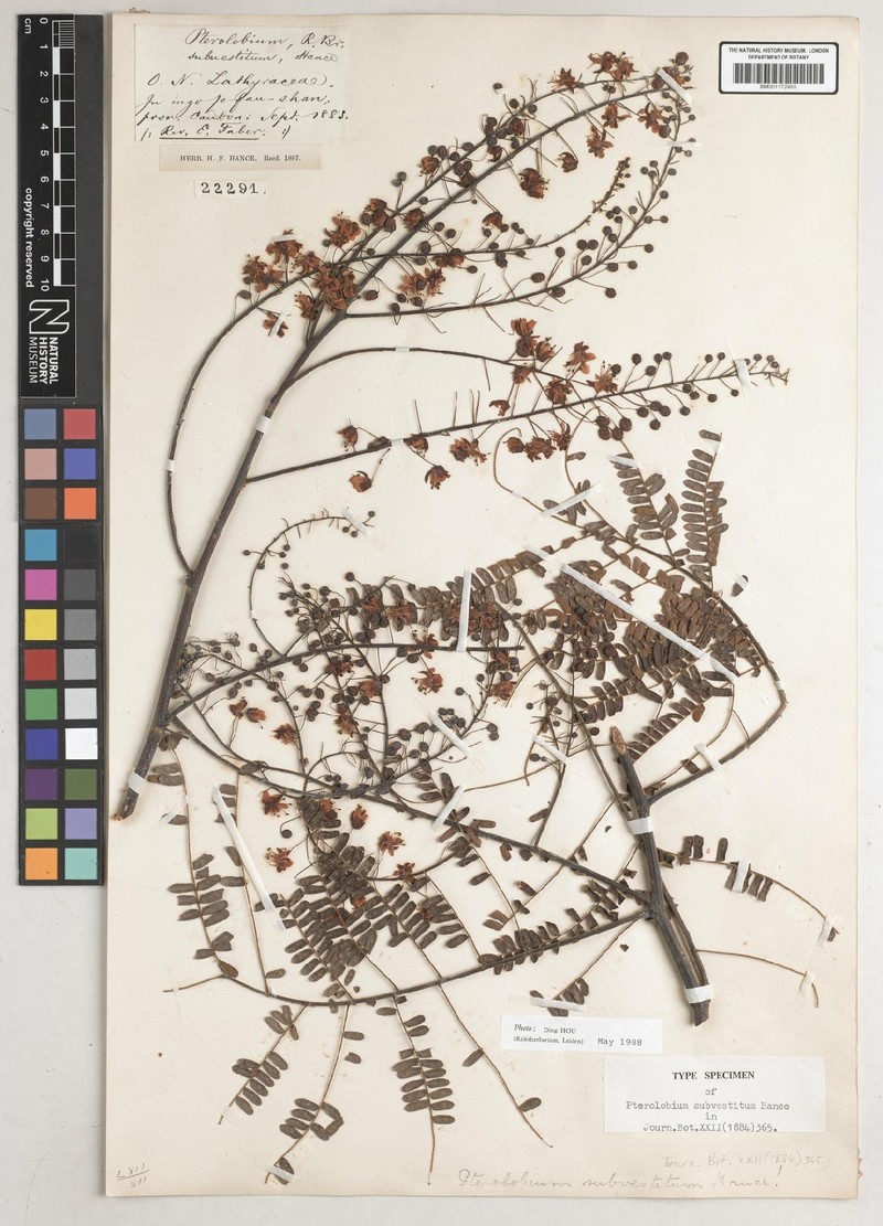 Biancaea millettii photo 2