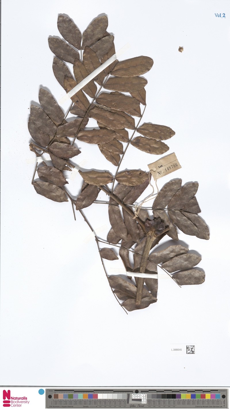 Biancaea oppositifolia