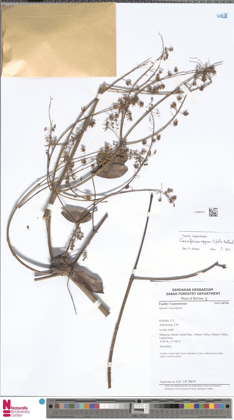 Biancaea oppositifolia photo 2