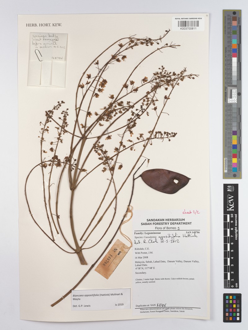 Biancaea oppositifolia photo 3