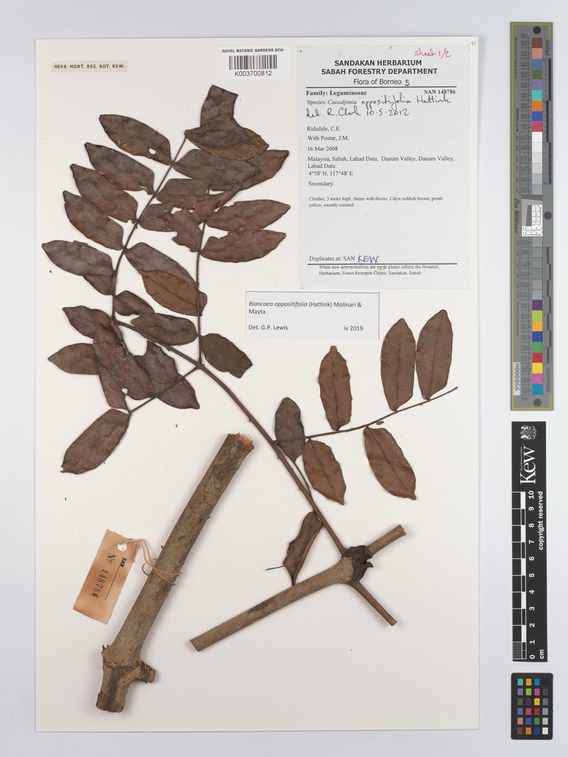 Biancaea oppositifolia photo 4