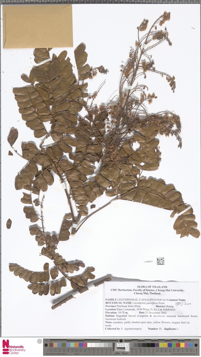Biancaea parviflora