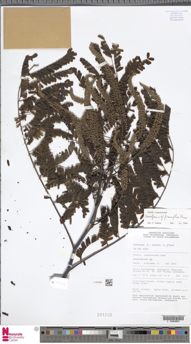 Biancaea parviflora photo 2