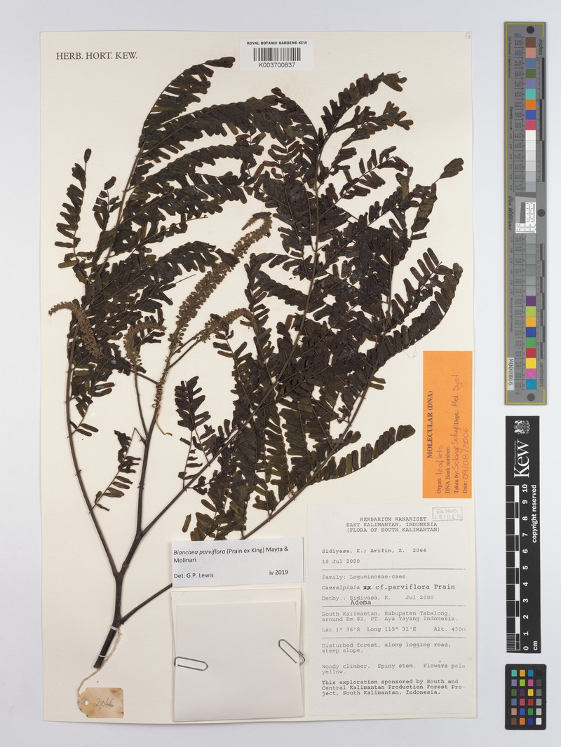 Biancaea parviflora photo 3
