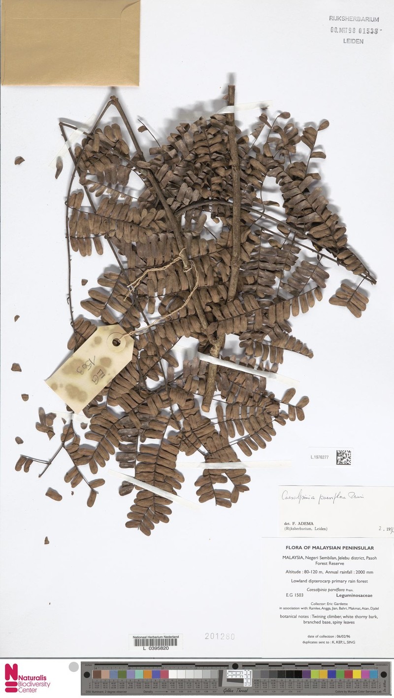 Biancaea parviflora photo 4