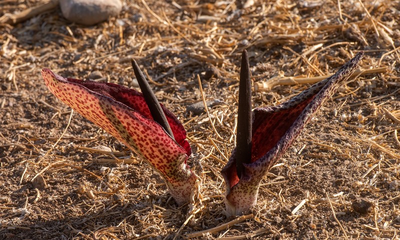 Biarum aleppicum