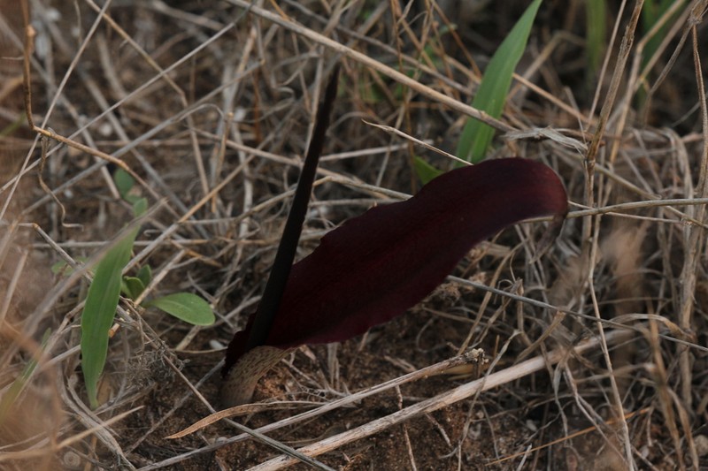 Biarum angustatum