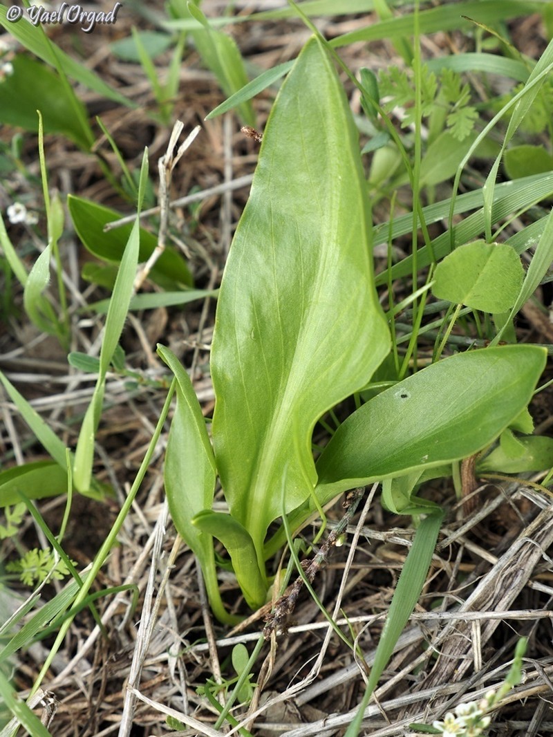 Biarum angustatum photo 2