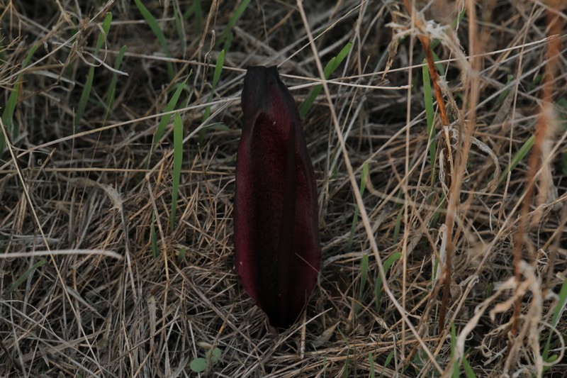 Biarum angustatum photo 3