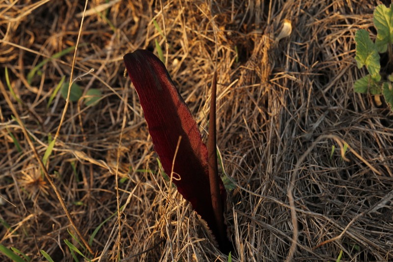 Biarum angustatum photo 4