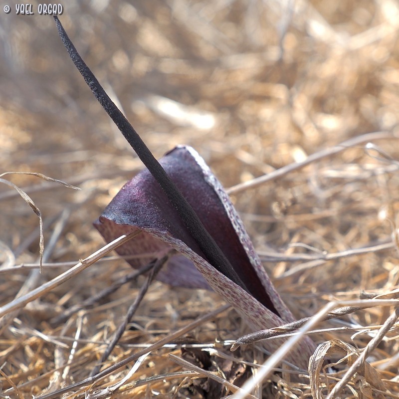 Biarum angustatum photo 5