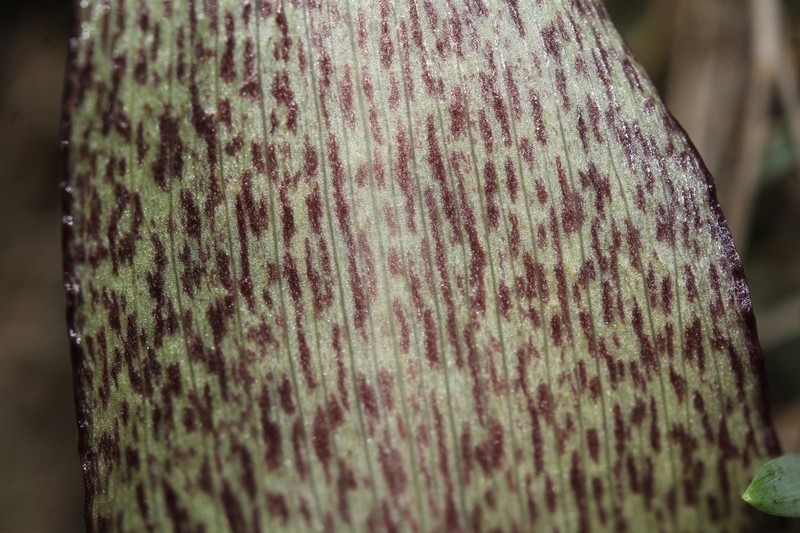 Biarum angustatum photo 6
