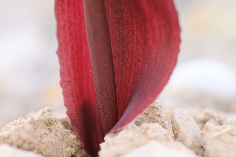 Biarum angustatum photo 7