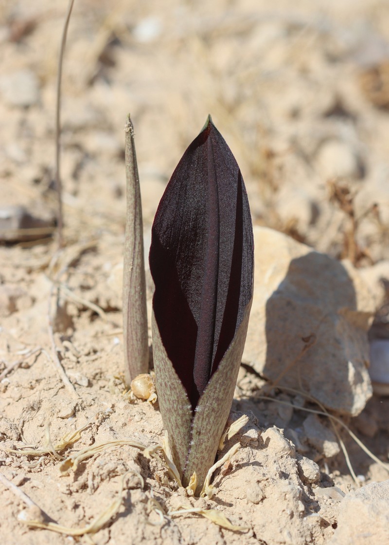 Biarum angustatum photo 8
