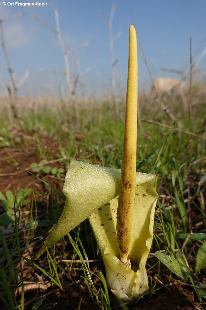 Biarum auraniticum