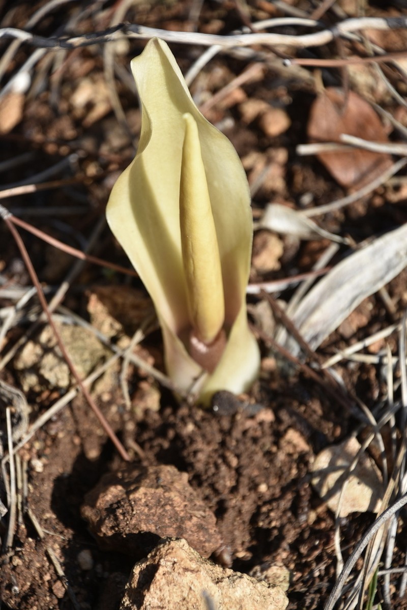 Biarum auraniticum photo 2