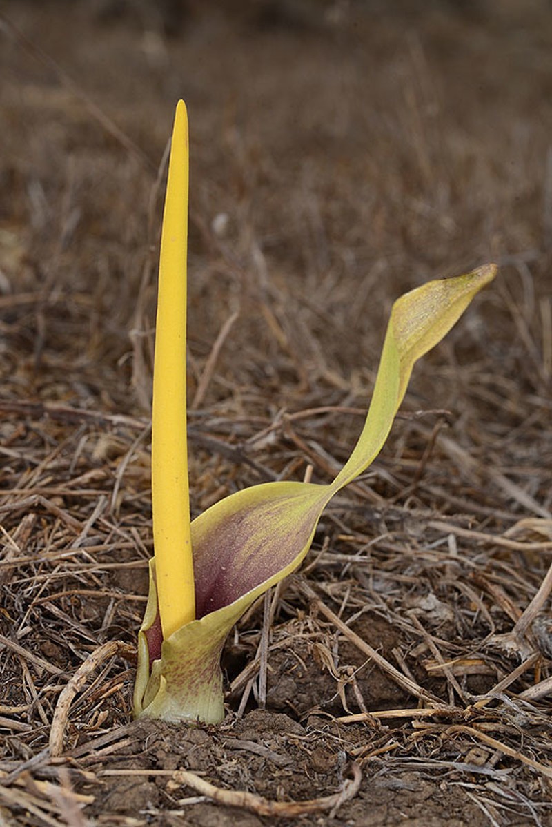 Biarum auraniticum photo 3