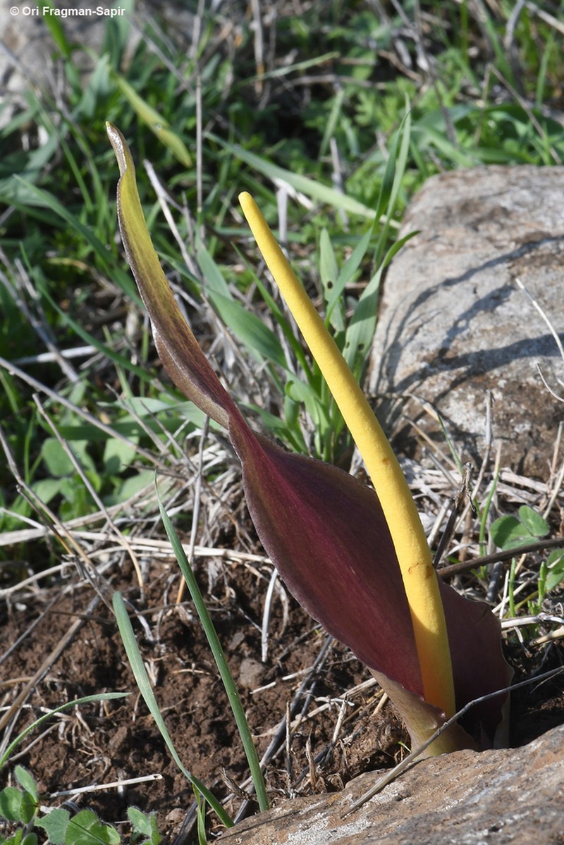 Biarum auraniticum photo 4