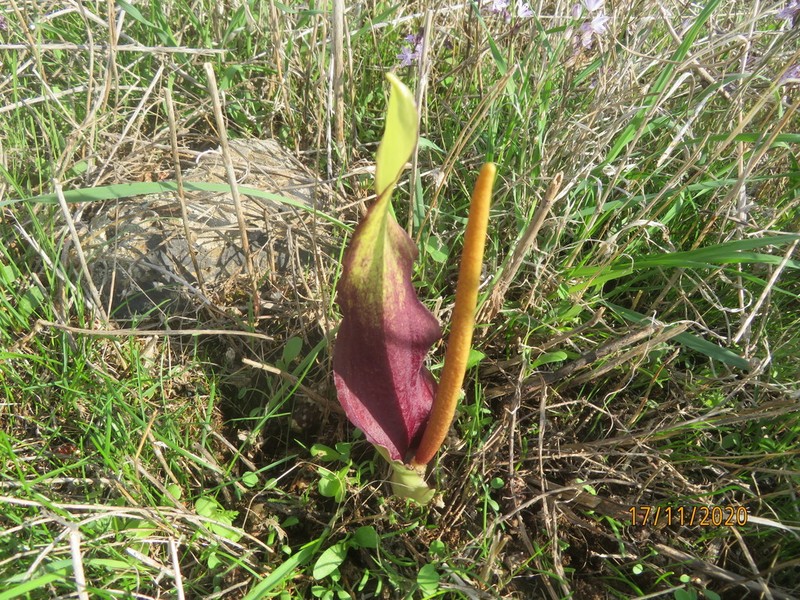Biarum auraniticum photo 5