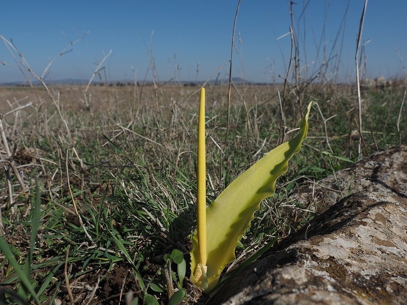 Biarum auraniticum photo 6