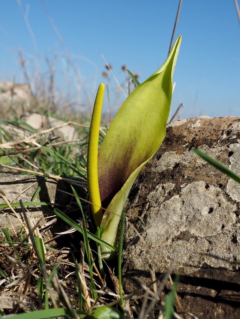 Biarum auraniticum photo 7