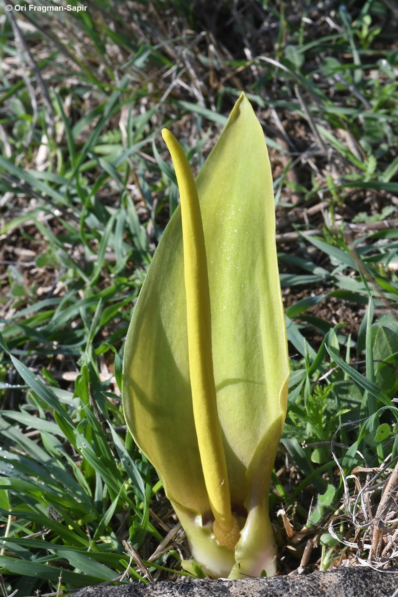 Biarum auraniticum photo 8