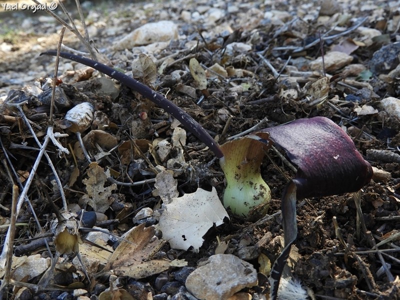 Biarum bovei