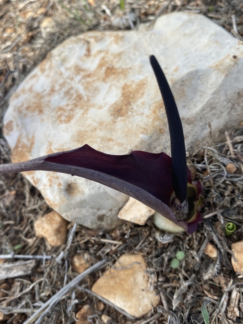 Biarum bovei photo 2