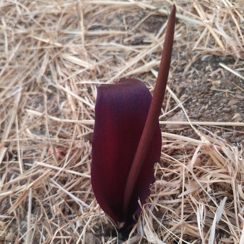 Biarum bovei photo 3