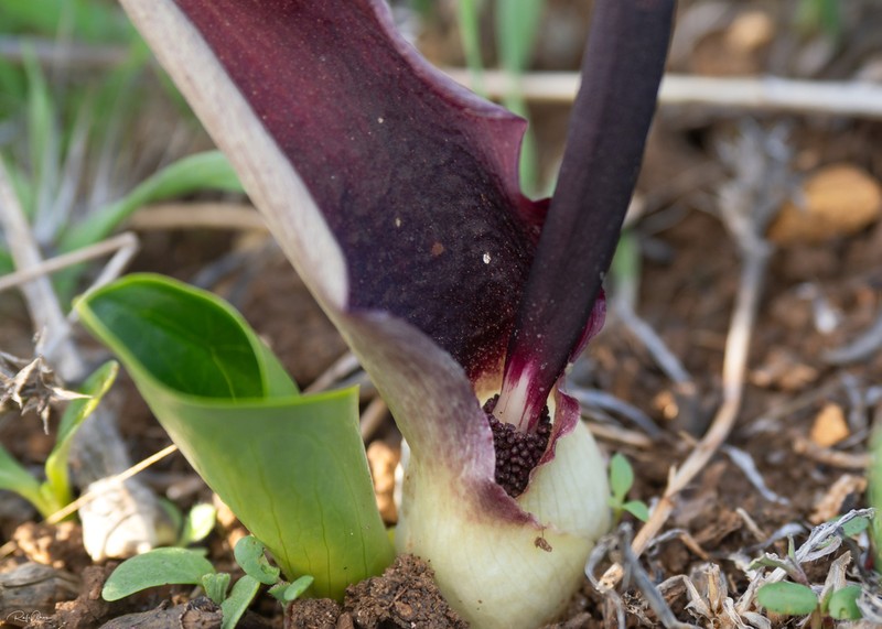 Biarum bovei photo 4
