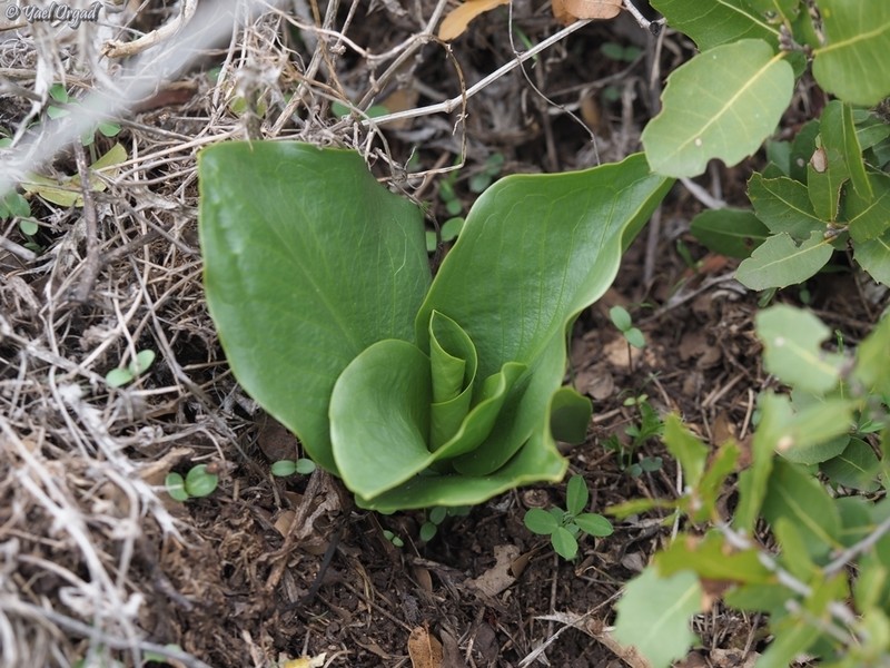 Biarum bovei photo 5