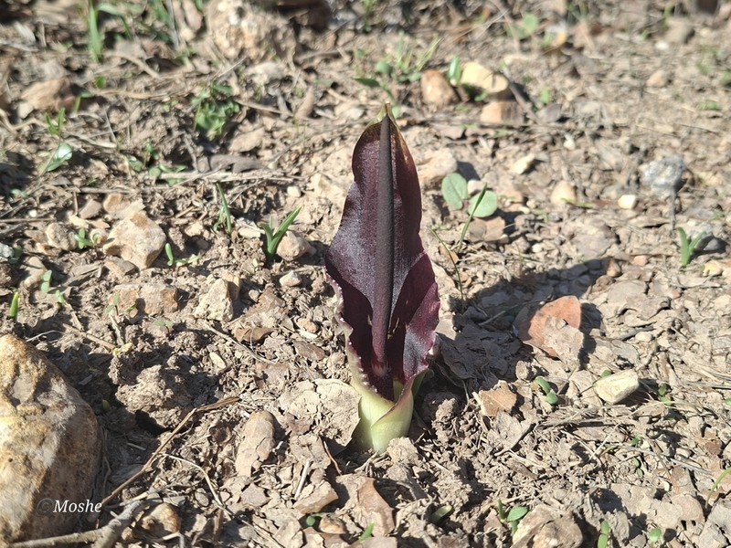 Biarum bovei photo 6