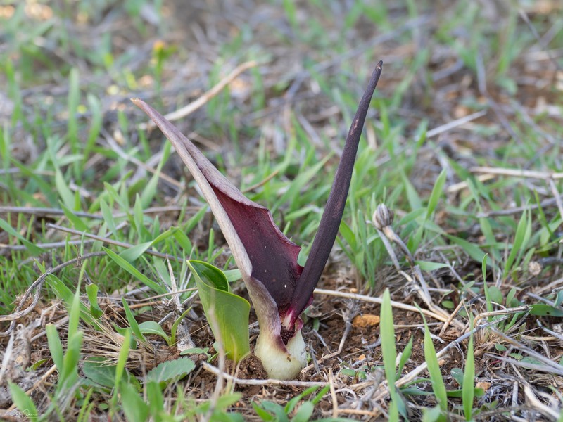 Biarum bovei photo 7