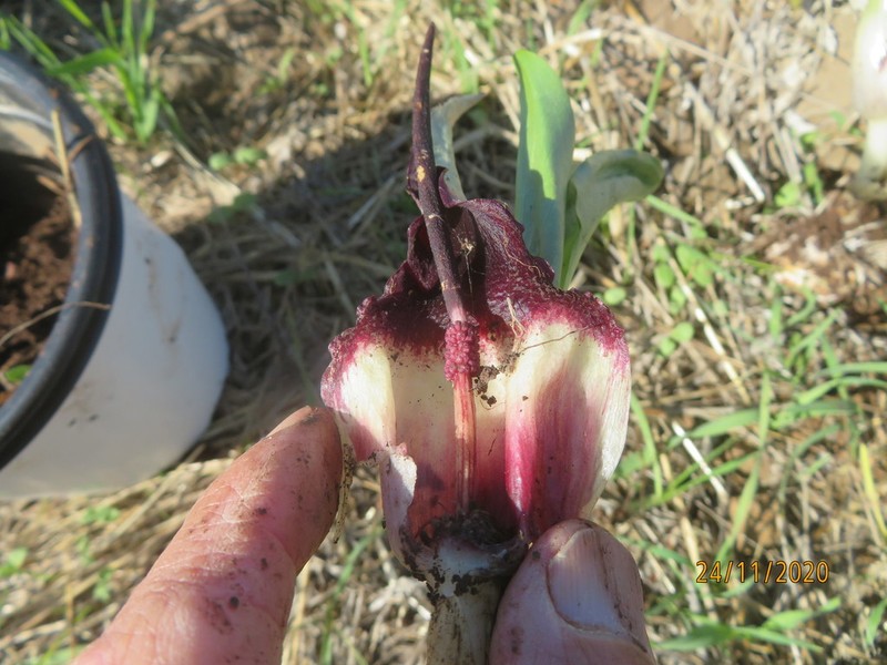 Biarum bovei photo 8