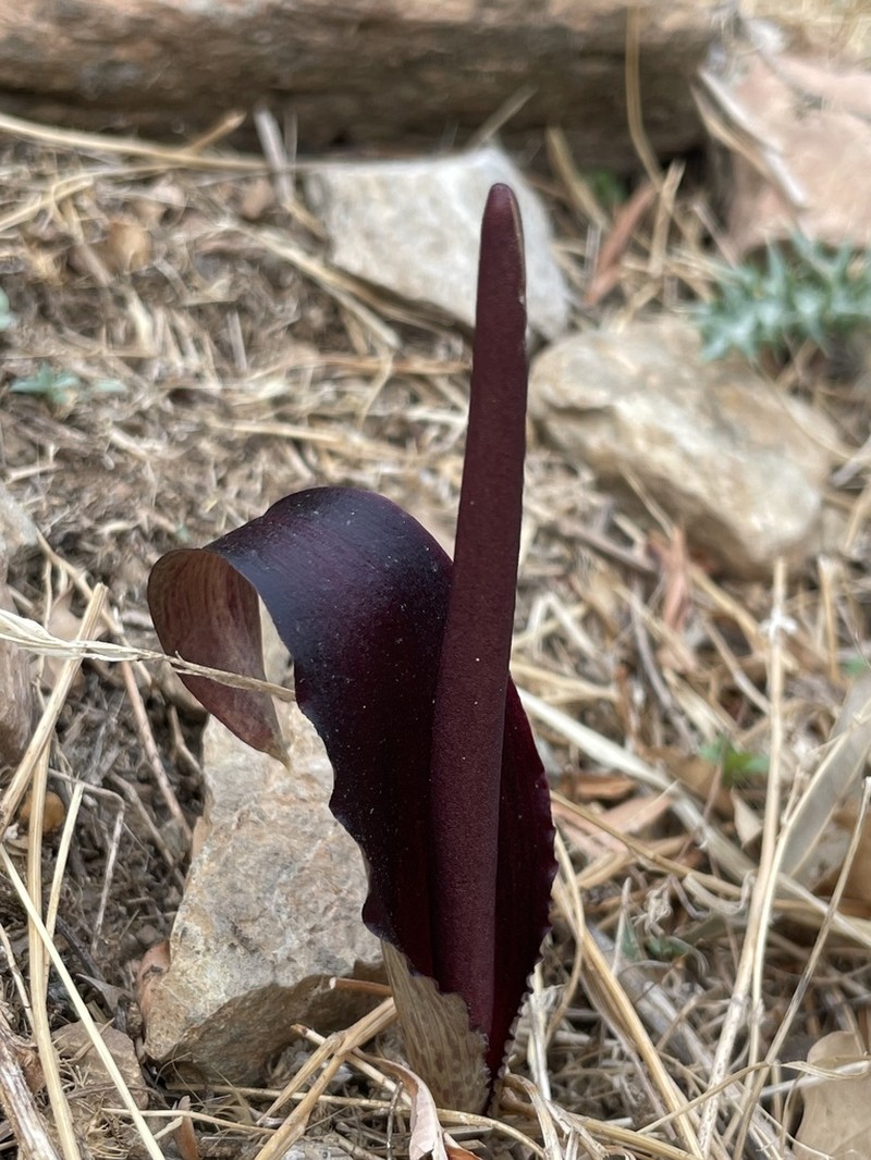 Biarum carduchorum