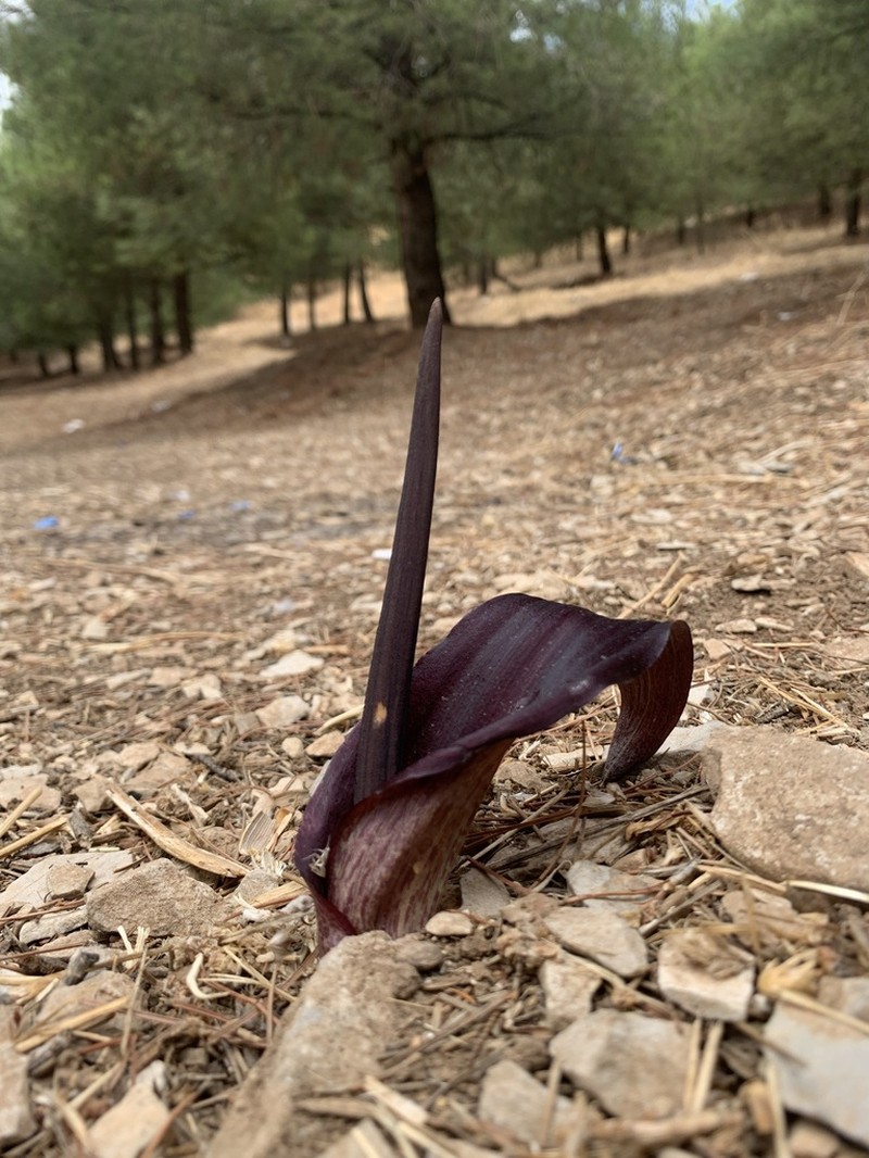 Biarum carduchorum photo 2