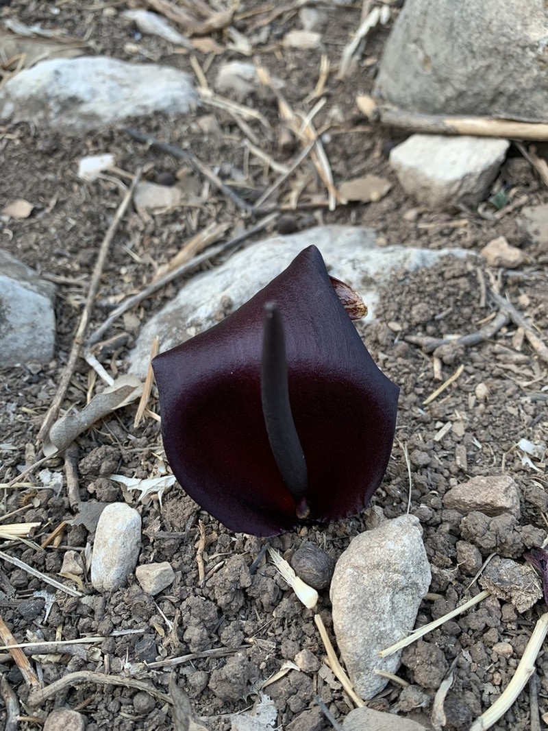 Biarum carduchorum photo 3