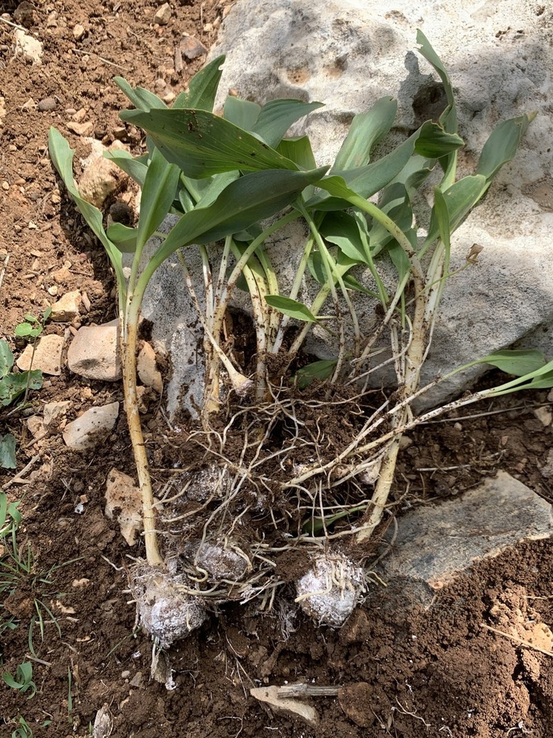 Biarum carduchorum photo 4