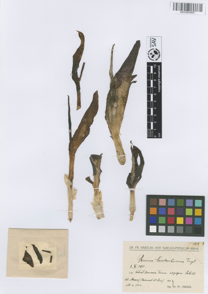 Biarum carduchorum photo 6