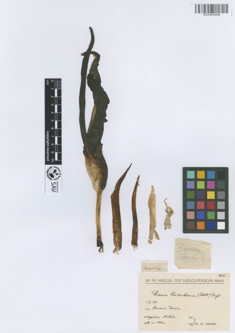 Biarum carduchorum photo 7