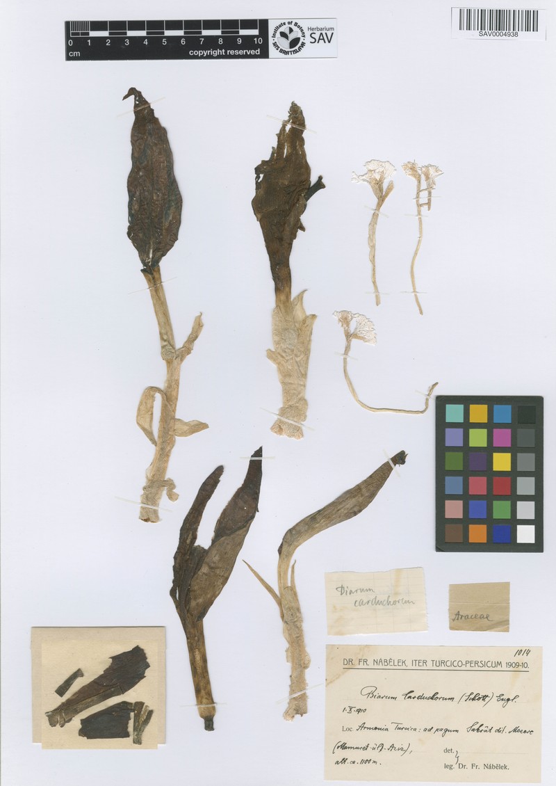 Biarum carduchorum photo 8