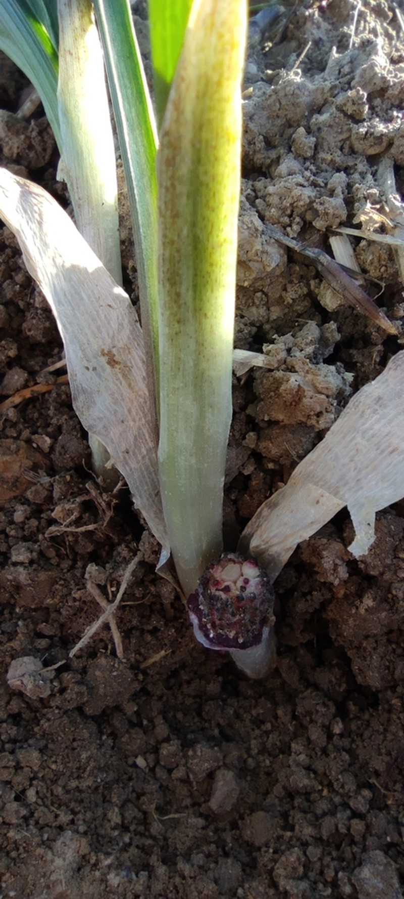 Biarum carratracense